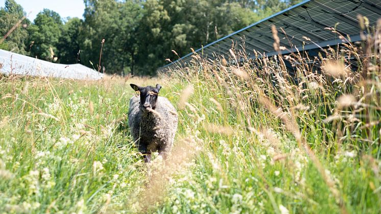 Törneby gästas av får