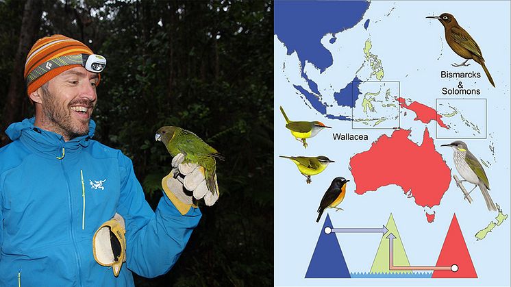 Knud Jønsson med en större tigerpapegoja (Psittacella brehmii) i en bergsskog på Nya Guinea. En ny studie visar att fåglars ursprung har styrt hur bergstoppar i öområden väster och öster om Nya Guinea har koloniserats. Karta gjord av Andrew Reeve