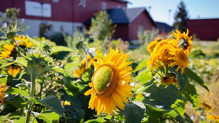 Velkommen til barnas store drivhusfest lørdag 9. september 