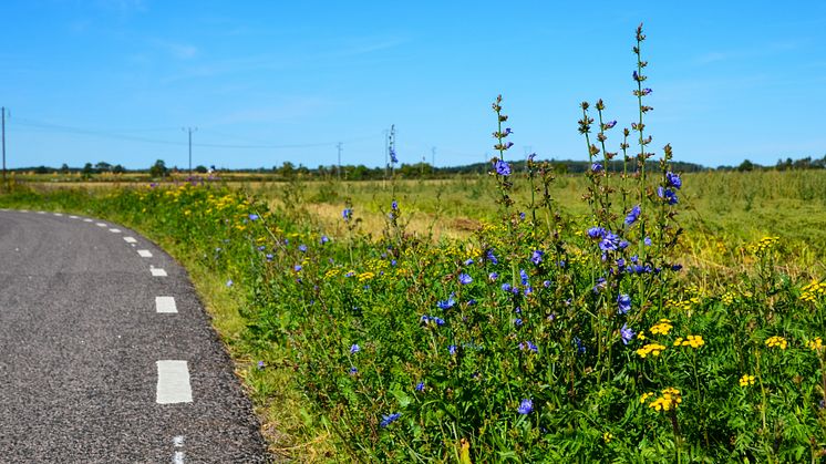 ​Julgåva blir sommargåva