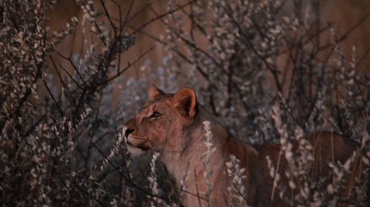 Lejon utanför Etosha Nationalpark i Namibia