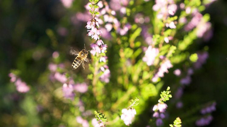 Ljung är årets sista dragväxt för bina