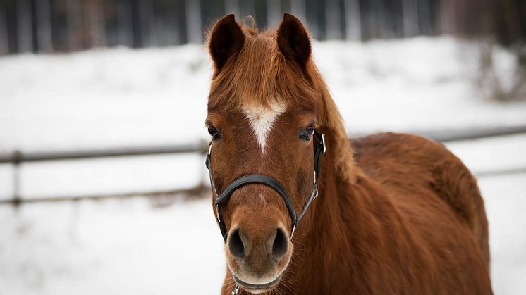 Vissa hästar verkar inte alls besväras av smällandet vid nyår, medan det för andra kan innebära ett stort lidande. Foto: Sveland Djurförsäkringar