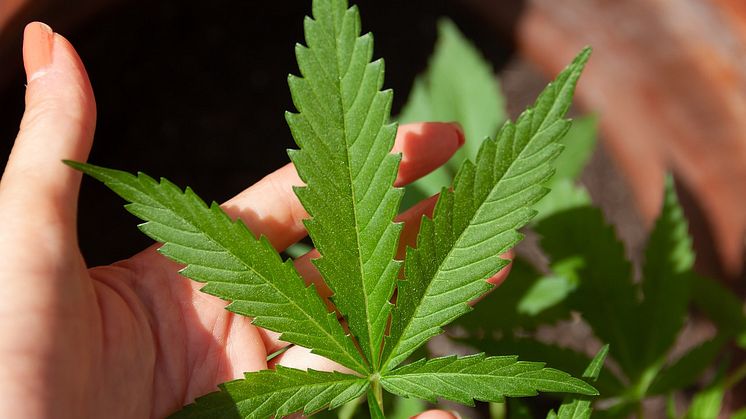 Ny studie visar cannabisanvändning och kopplingen mellan känslor och mental hälsa Foto: Pixabay CC0