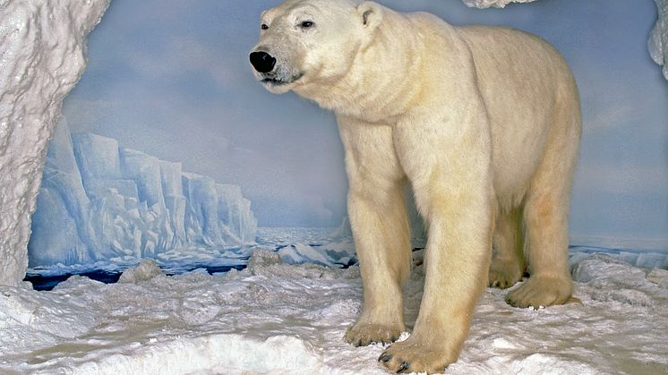 Polartrakterna: Isbjörn 