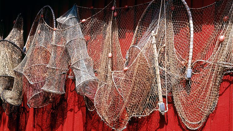 Förlorade fiskeredskap kan fastna i bottenstrukturer längs kuster och i djupare vatten, och utgör ett hot för fiskar, däggdjur och fåglar. Foto: Scandinav Bildbyrå