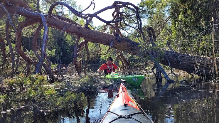 Äventyrspaddling mellan Älgnäs och Tönnebro - Sveriges bästa paddling sommaren 2023?