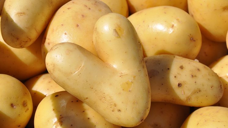 Potatistema på Bondens egen Marknad 19 september