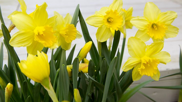 Blomsterlandet öppnar ny butik i Häggvik