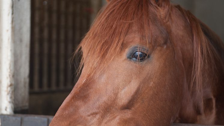 Två svensktränade hästar i Prix du Languedoc