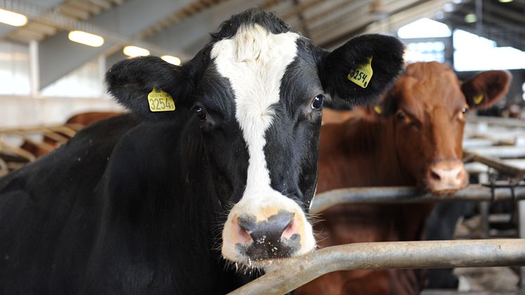 Linfrö i foder ger miljöeffekter och mer näringsrik mjölk visar studie