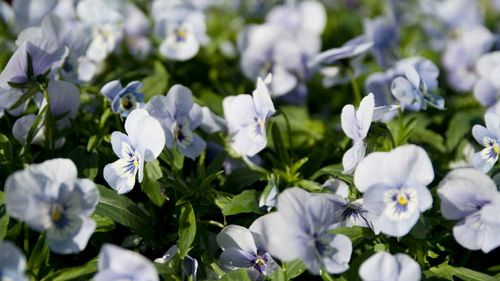 Månadens blomma – oktober 2008