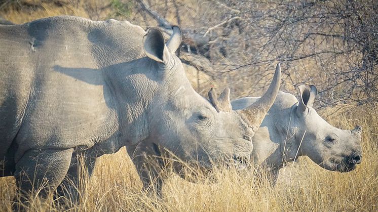 Trubbnoshörningar i Hluhluwe-iMfolozi Park, Sydafrika - ett av få områden där det har gjorts studier av hur denna mycket hotade art påverkar ekosystemet. Foto: Olli Hyvärinen