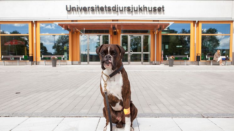 Hund utanför Universitetsdjursjukhuset (UDS). Fotograf: Jenny Svennås Gillner