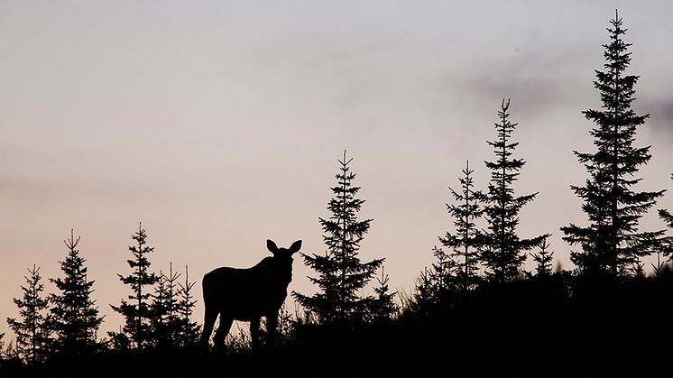 Älg i ungskog. Foto: Jörgen Wiklund