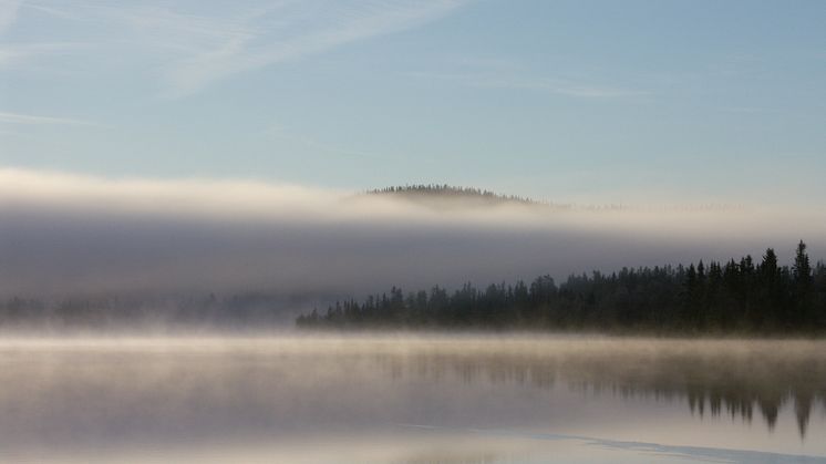 Världens skogar förbises som vattenförsörjare