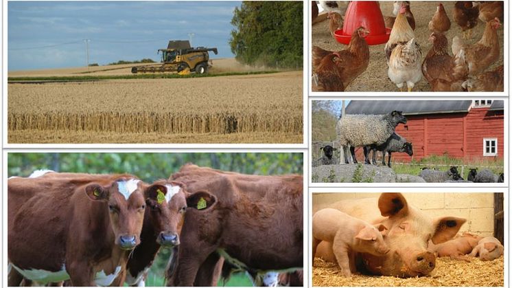 Jordbruksverket föreslår ett kombinerat areal- och djurbaserat krisstöd 2019 