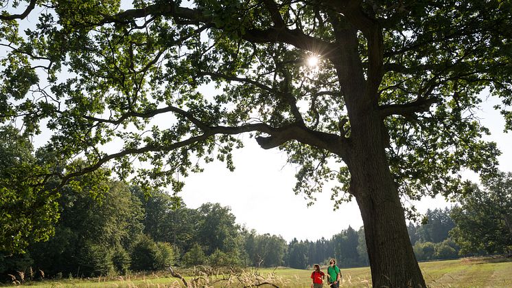 Unterwegs in der Schorfheide im Barnimer Land. Foto: TMB-Fotoarchiv Yorck Maecke. 