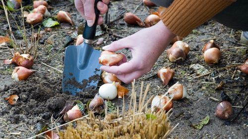 EFTERLYSNING!  Utlottning av blomsterlök till 100 skolor i Sverige.