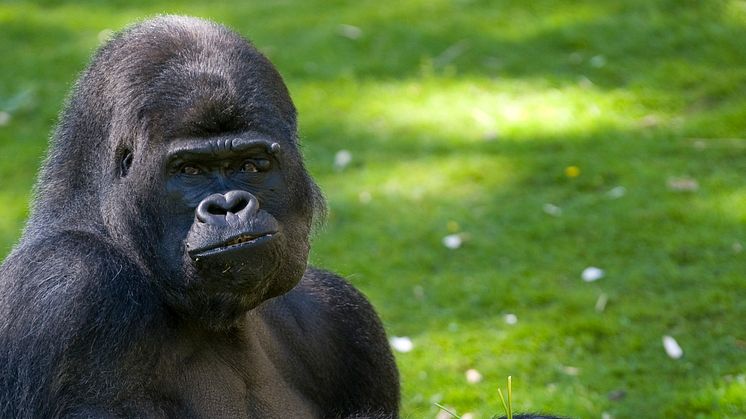 DHL Express levererar nio gorillor tillbaka till det vilda