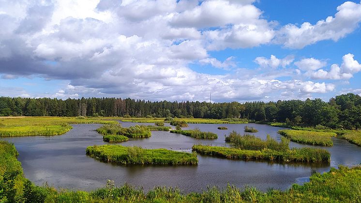 En av lokalerna i studien var Dalkarlskärret utanför Uppsala. I det omgivande landskapet finns mycket skog men området närmast stranden är ganska öppet, vilket är positivt för fåglarna. Foto: Ineta Kačergytė