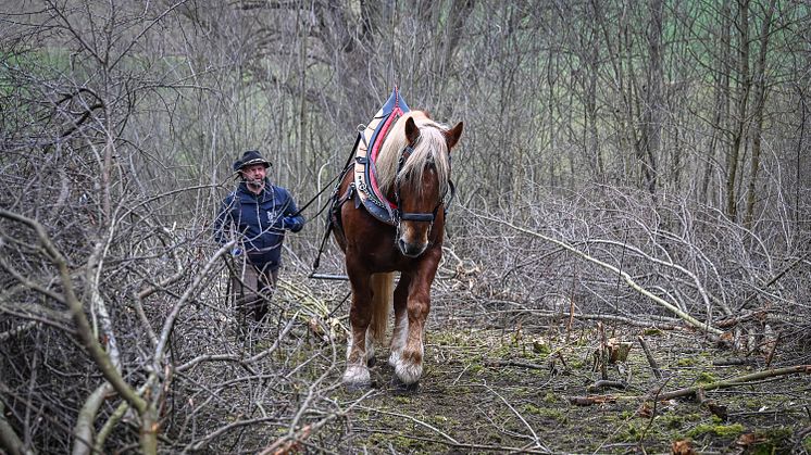 Der von LVN beauftragte Landschaftspfleger Patrick Hüber setzt bei Ausastarbeiten auch auf die Zugkraft eines hochgewachsenen Wallachs.