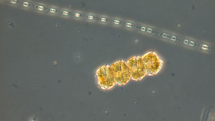 Koloni av dinoflagellaten Peridiniella catenata med 4 celler. Foto: Helena Höglander
