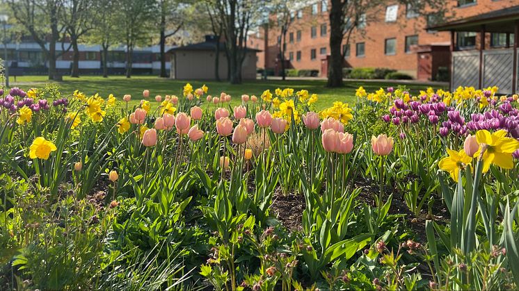 Tulpaner och påskliljor på Fredriksdal