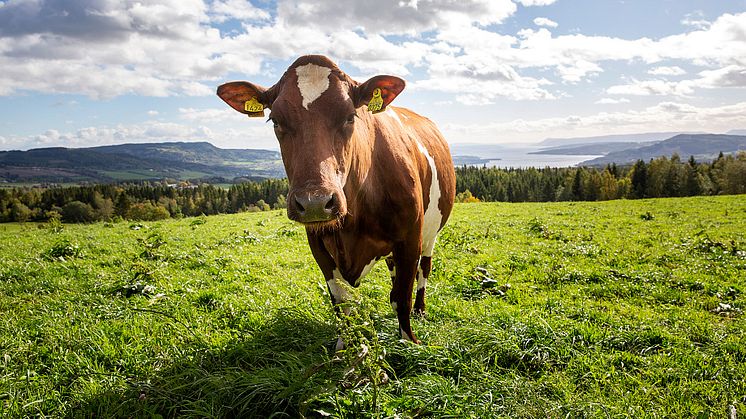 Photo: Norwegian Red dairy cow. Location: Innlandet county, Norway. Photographer: Lars Martin Bøe