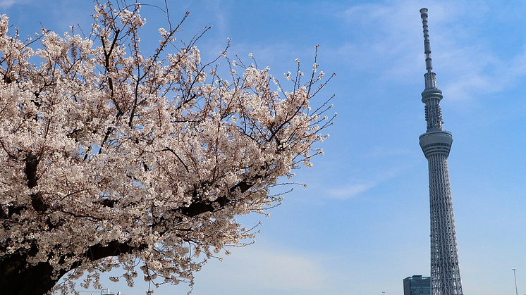 Cherry Blossoms Scene of SUMIDA RIVER WALK and TOKYO SKYTREE
