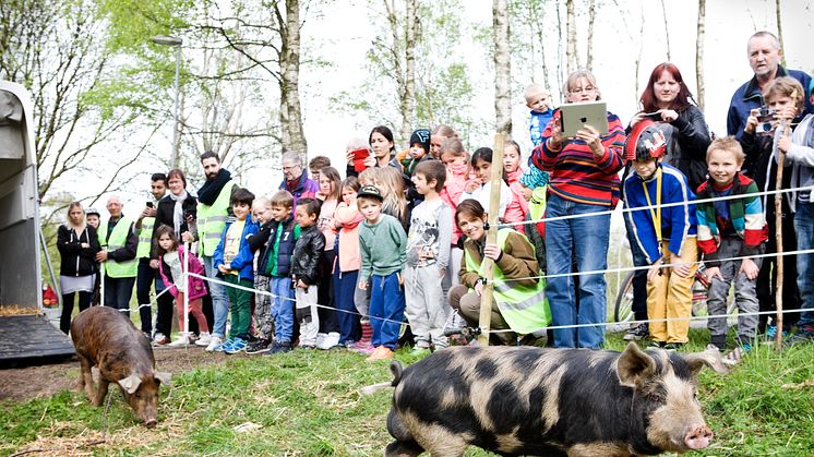 Grissläpp på Säteriet