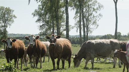 Hälsingestintans etiska koncept på export