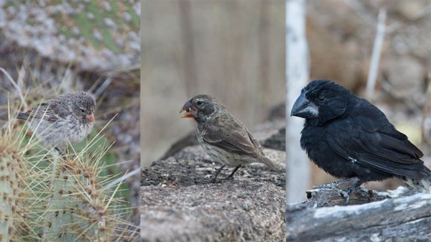 Small Ground Finch to the left. The other two birds to the right are Large Ground Finches. Photo: Erik Enbody