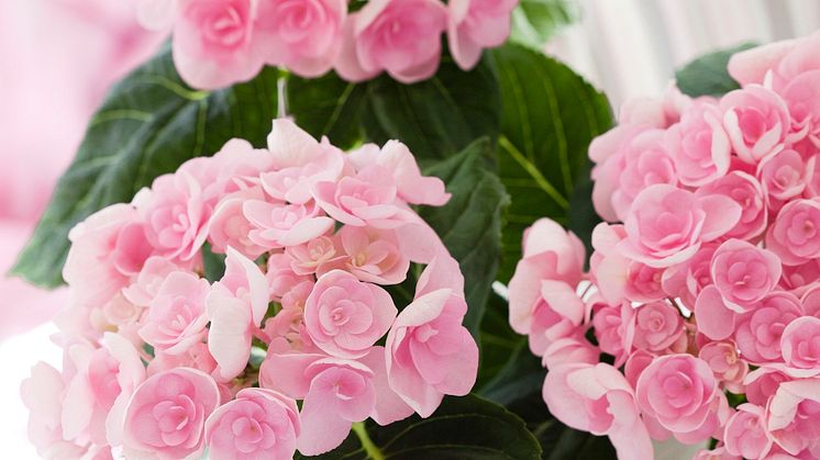 Hortensia, Hydrangea macrophylla