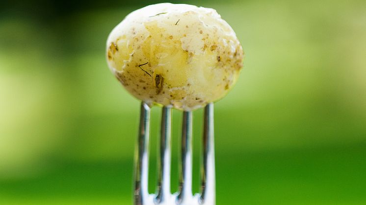 Årets Studentkock - tema Potatis