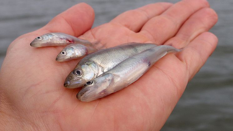Förekomsten av stor gös har minskat kraftigt vid provfisket i Galtfjärden. De senaste åren har även förekomsten av unga gösar gått ner.  Foto: Ulf Bergström, SLU Aqua