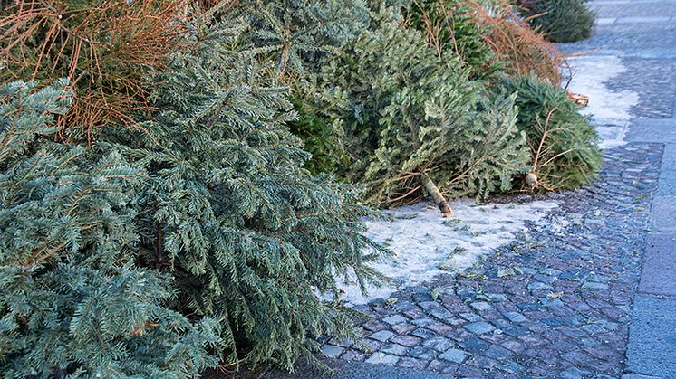 Så tar du hand om julgranen efter jul. Foto: MICKES FOTOSIDA, Mostphotos.com