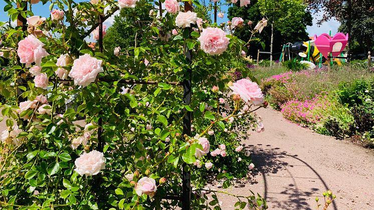 Rosor och läkemedelsväxter – Kalmarupplevelser lyfts fram i årets sommarplanteringar 