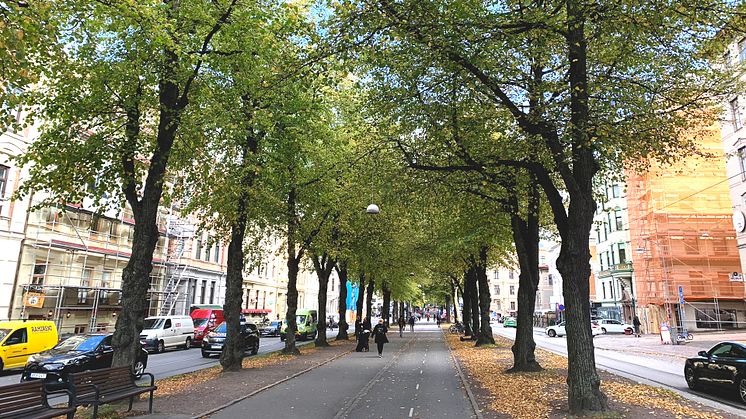 Fram till årsskiftet ska åtta nya lindar planteras i Vasagatans allé. Foto: Göteborgs Stad