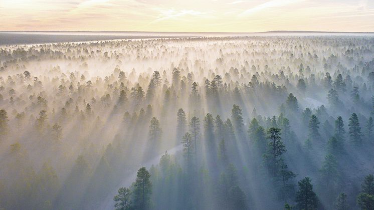 Morning sun over forest