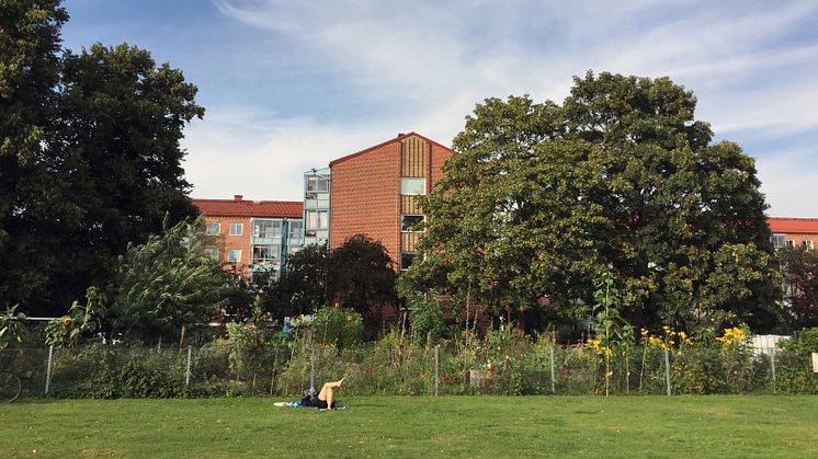 Stadsodling i Enskifteshagen. 