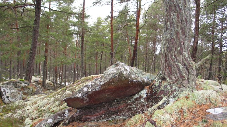 Naturreservaten Klyftamon och Stora Bjursjön utökas nu med ytterligare skog. Foto: Länsstyrelsen