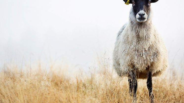 Slakten av ekologiskt hållna får och lamm var 7 procent lägre 2022 jämfört med 2021. Bild: Jörgen Wiklund, Scandinav bildbyrå.
