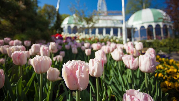 Svaret på FHM:s gästbegränsningar: Liseberg öppnar promenadpark