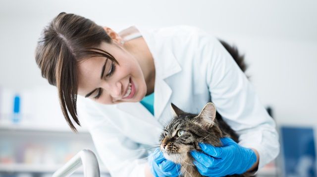 Die Katzen-OP-Versicherung der Barmenia - weil auch ihre Gesundheit zählt