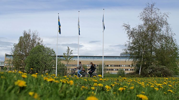 Presstips från Umeå universitet – sommaren 2024