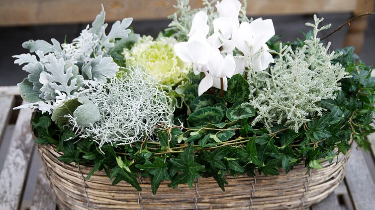 En vacker höstplantering med drottning Cyklamen! Foto: Blomsterfrämjandet