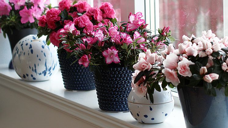 Azaleor skänker glädje med sin blomning under många veckor. Foto: Anna Ramstedt