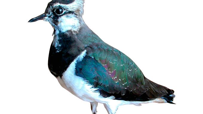När kommer vårens fåglar? – Naturhistoriska riksmuseet har listan
