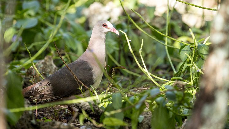 EXPERT COMMENT: We’ve saved pink pigeons from extinction – now let’s be kinder to their grey cousins